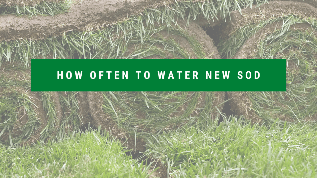 Water new store sod